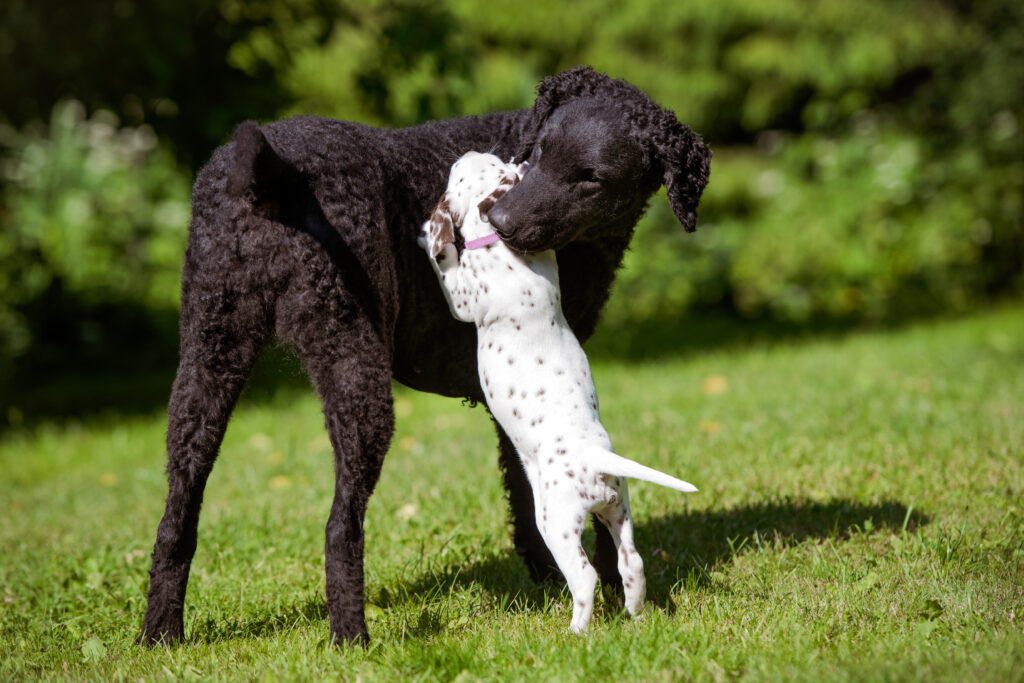 The Importance Of Socializing Your Dog - Coastal Paws Myrtle Beach